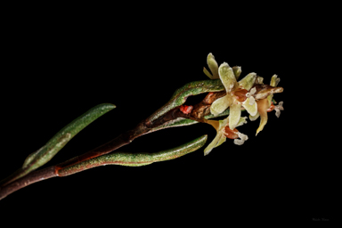 APII jpeg image of Muehlenbeckia tuggeranong  © contact APII