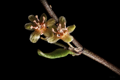 APII jpeg image of Muehlenbeckia tuggeranong  © contact APII