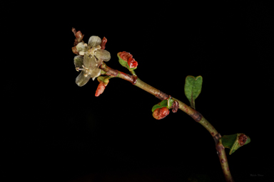 APII jpeg image of Muehlenbeckia tuggeranong  © contact APII