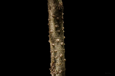 APII jpeg image of Phebalium glandulosum subsp. glandulosum  © contact APII