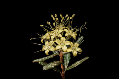 APII jpeg image of Phebalium glandulosum subsp. glandulosum  © contact APII