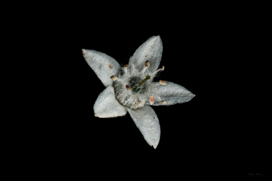 APII jpeg image of Philotheca difformis subsp. difformis  © contact APII