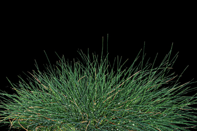 APII jpeg image of Poa hiemata  © contact APII