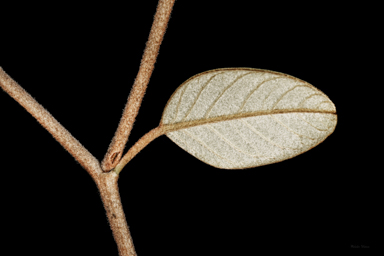 APII jpeg image of Pomaderris cotoneaster  © contact APII