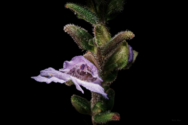 APII jpeg image of Prostanthera marifolia  © contact APII