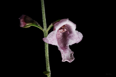 APII jpeg image of Prostanthera ovalifolia 'Brundah Candy'  © contact APII