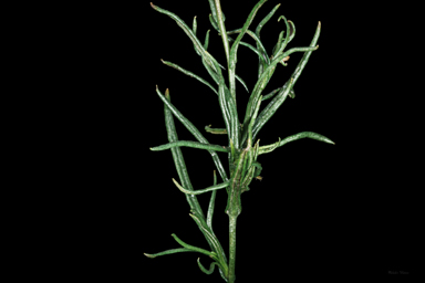 APII jpeg image of Rutidosis leptorhynchoides  © contact APII