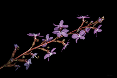APII jpeg image of Stylidium graminifolium  © contact APII
