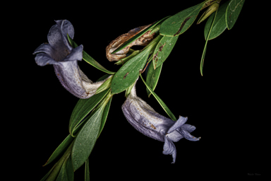 APII jpeg image of Eremophila christopheri  © contact APII