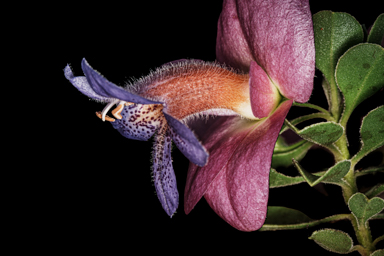 APII jpeg image of Eremophila cuneifolia x fraseri  © contact APII