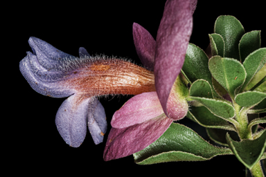APII jpeg image of Eremophila cuneifolia x fraseri  © contact APII