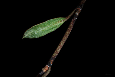 APII jpeg image of Muehlenbeckia tuggeranong  © contact APII