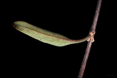 APII jpeg image of Muehlenbeckia tuggeranong  © contact APII