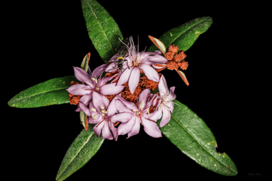 APII jpeg image of Phebalium speciosum  © contact APII
