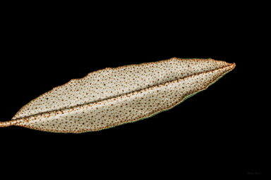 APII jpeg image of Phebalium speciosum  © contact APII
