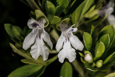 APII jpeg image of Prostanthera clotteniana  © contact APII