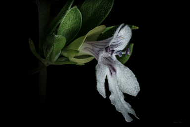 APII jpeg image of Prostanthera clotteniana  © contact APII