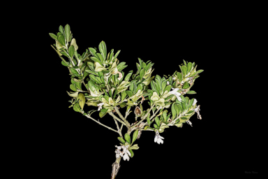 APII jpeg image of Prostanthera clotteniana  © contact APII
