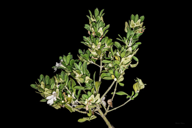 APII jpeg image of Prostanthera clotteniana  © contact APII
