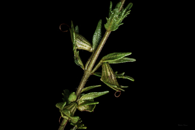 APII jpeg image of Prostanthera cryptandroides subsp. cryptandroides  © contact APII