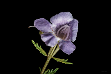 APII jpeg image of Prostanthera cryptandroides subsp. cryptandroides  © contact APII