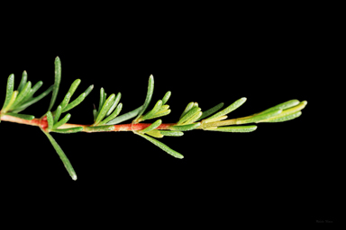 APII jpeg image of Thryptomene micrantha  © contact APII