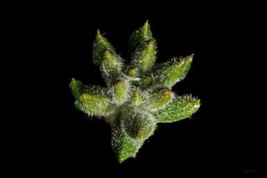 APII jpeg image of Westringia davidii  © contact APII