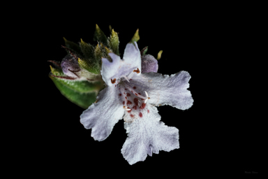 APII jpeg image of Westringia davidii  © contact APII