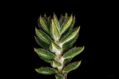 APII jpeg image of Westringia davidii  © contact APII