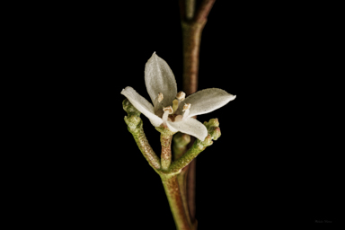 APII jpeg image of Zieria southwellii  © contact APII