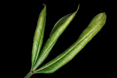 APII jpeg image of Zieria southwellii  © contact APII