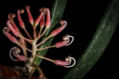 APII jpeg image of Hakea clavata  © contact APII