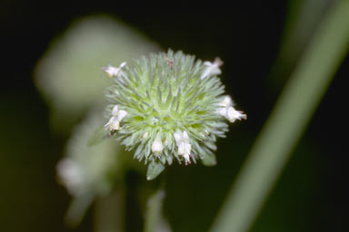 APII jpeg image of Hyptis capitata  © contact APII