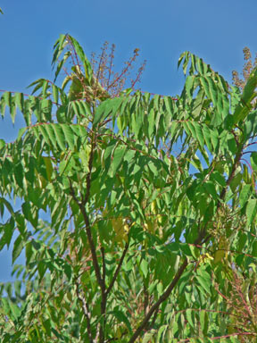 APII jpeg image of Ailanthus altissima  © contact APII