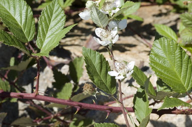 APII jpeg image of Rubus anglocandicans  © contact APII
