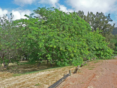 APII jpeg image of Gleditsia triacanthos  © contact APII