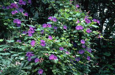 APII jpeg image of Ipomoea indica  © contact APII