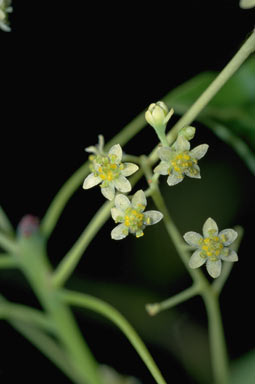 APII jpeg image of Cinnamomum camphora  © contact APII