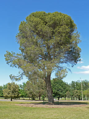 APII jpeg image of Pinus halepensis  © contact APII