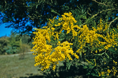 APII jpeg image of Acacia baileyana  © contact APII