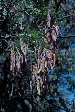 APII jpeg image of Acacia baileyana  © contact APII