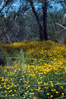 APII jpeg image of Ranunculus sceleratus  © contact APII