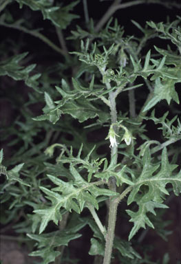 APII jpeg image of Solanum triflorum  © contact APII