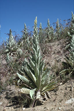 APII jpeg image of Verbascum thapsus  © contact APII