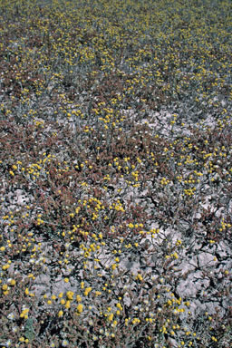 APII jpeg image of Mesembryanthemum nodiflorum,<br/>Calocephalus sonderi  © contact APII