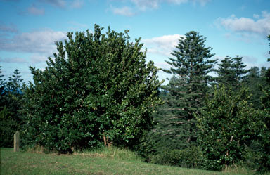 APII jpeg image of Olea europaea subsp. cuspidata  © contact APII