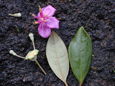 APII jpeg image of Rhodomyrtus tomentosa  © contact APII