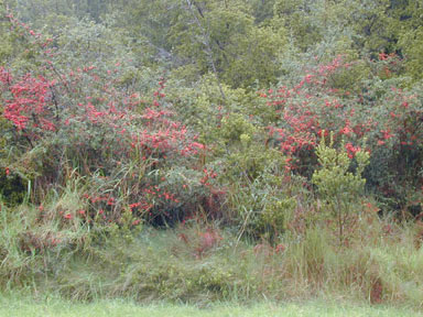 APII jpeg image of Pyracantha crenatoserrata  © contact APII