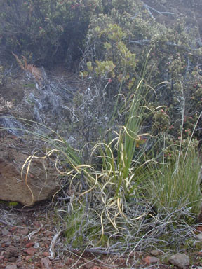 APII jpeg image of Cortaderia jubata  © contact APII