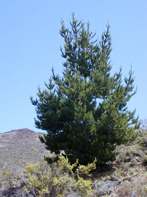 APII jpeg image of Pinus radiata  © contact APII